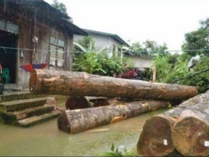 Balak dihanyutkan air deras dalam kejadian banjir luar biasa yang melanda Kelantan akhir Disember lalu